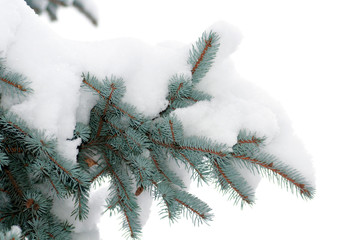 snow on the branch blue spruce
