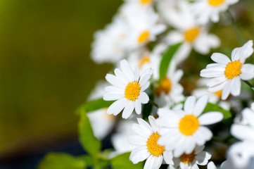 Fototapeta premium flower of chamomile on a green background