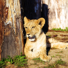 lion cubs cuddling in nature and wooden log .