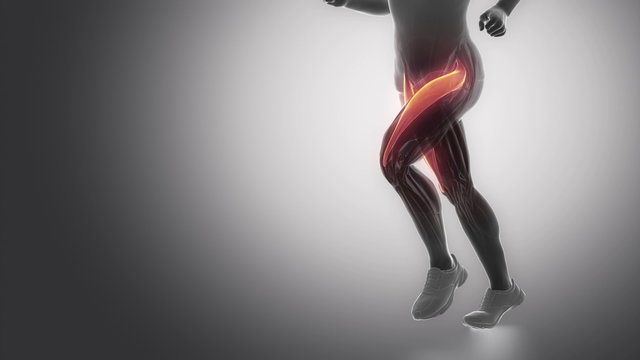 rectus femoris - leg muscles anatomy anaimation