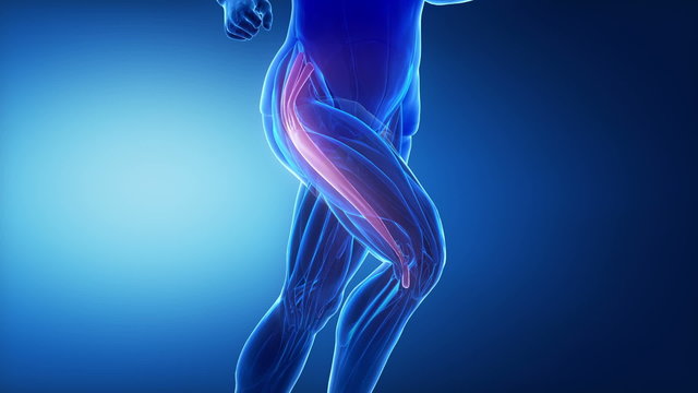 tensor fascia latae - leg muscles anatomy anaimation