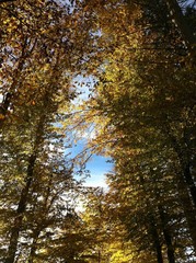 Blätterdach im Herbst