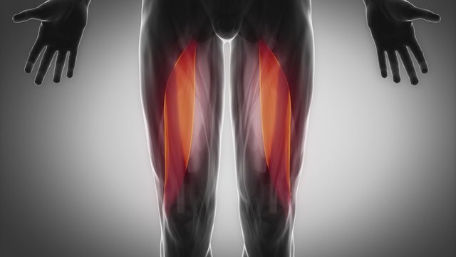 biceps femoris - muscular anatomy in black