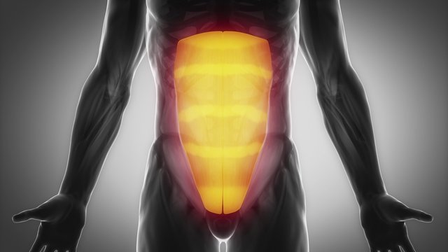 rectus abdominis - muscular anatomy in black