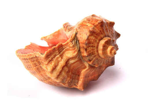 bulgarian shell