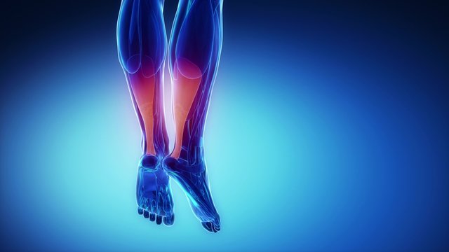 Achilles  - muscular anatomy in detail