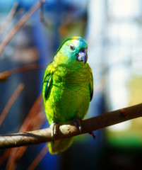Emerald green colored parrots on branch