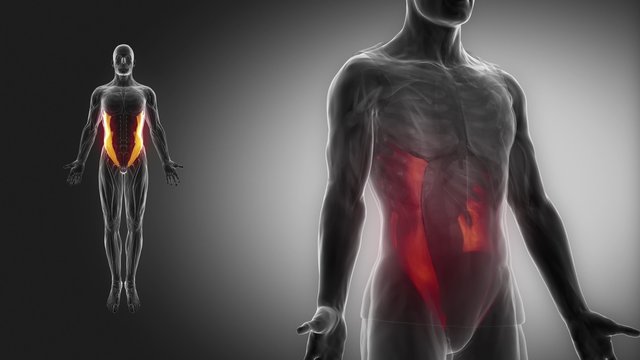 external abdominal oblique - muscle anatomy with muscular map