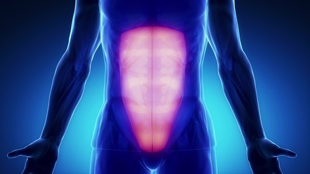 rectus abdominis muscle - zoom in