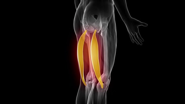 biceps femoris - Visible muscle anatomy map