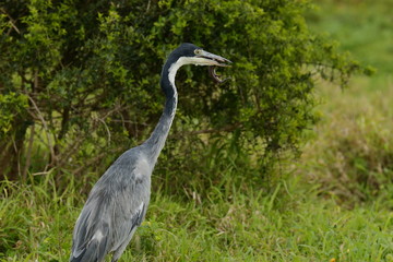 Fototapeta premium grey heron with a lizard in its beak