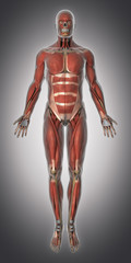 Muscular system anatomy anterior view