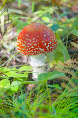 Red agaric