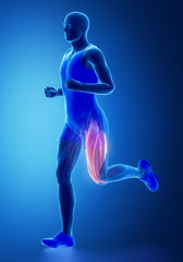 Fototapeta na wymiar Thigh muscles - human muscle anatomy