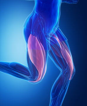 Vastus Medialis And Lateralis - Human Muscle Anatomy