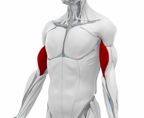 Biceps brachii - Muscles anatomy map