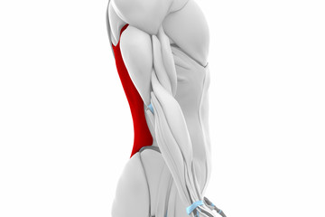 Latissimus dorsi - Muscles anatomy map