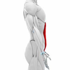 external abdominal oblique  - Muscles anatomy map