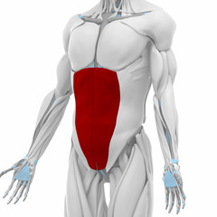 external abdominal oblique  - Muscles anatomy map