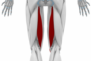 semitendinosus - Muscles anatomy map