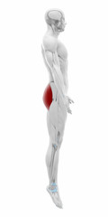 Fototapeta premium Gluteus maximus - Muscles anatomy map