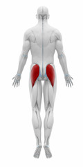 Gluteus maximus - Muscles anatomy map