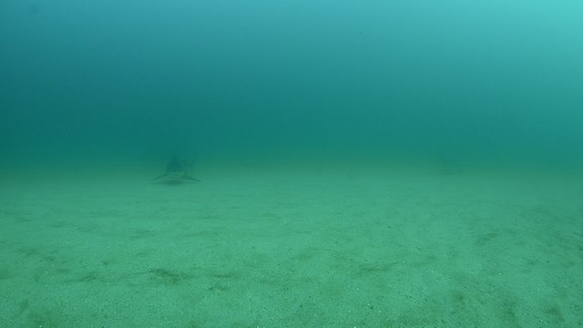 Bull Shark (Carcharhinus leucas).