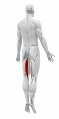 semitendinosus - Muscles anatomy map