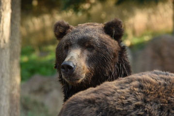 Naklejka na ściany i meble Kamchatka Brown Bear - Ursus arctos beringianus