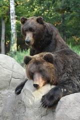 Obraz premium Kamchatka Brown Bear - Ursus arctos beringianus