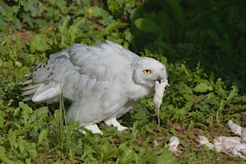 Obraz premium Snowy Owl