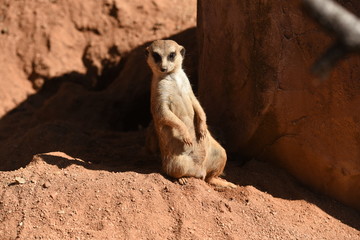 Meerkat (Suricata suricatta)