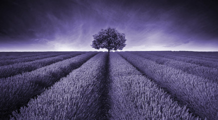 Beautiful image of lavender field landscape with single tree ton