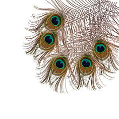 Obraz premium feather of peacock on a white background