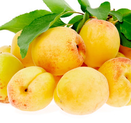 apricots are a bunch with leaves on white