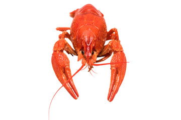 Photo of boiled crayfish