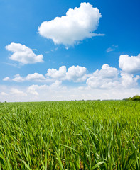 Obraz premium green meadow