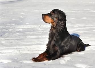 Gordon Setter lying in the snow