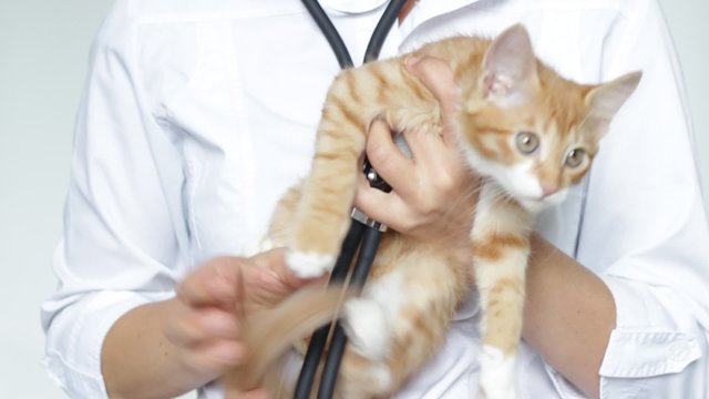 veterinarian examines ginger cat
