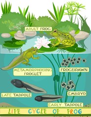 Fototapeta premium Life cycle of frog