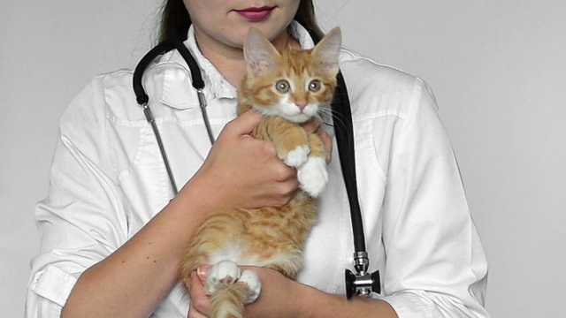 veterinarian and ginger cat