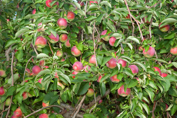 apple tree background