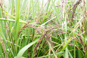 Organic Thai rice berry farm in Thailand