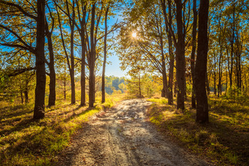 Countryside Path Road Way Pathway Through Sunny Autumn Forest Tr