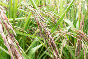 Organic Thai rice berry farm in Thailand