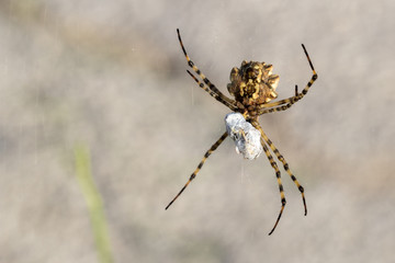 Agiope lobata. Sicily