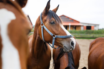 Herd of horses in a stable