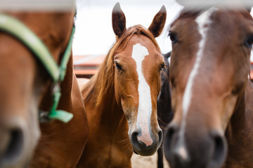 Herd of horses in a stable