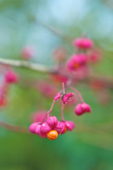 Obraz premium Euonymus