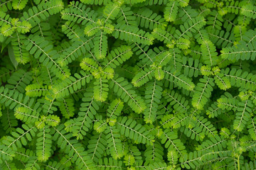Egg Woman herb plant